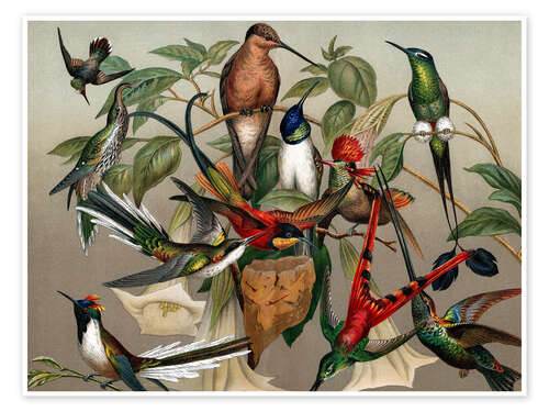 Plakat Hummingbirds, historical illustration