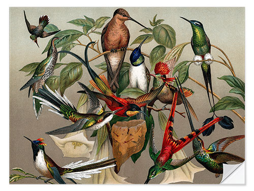 Selvklebende plakat Hummingbirds, historical illustration