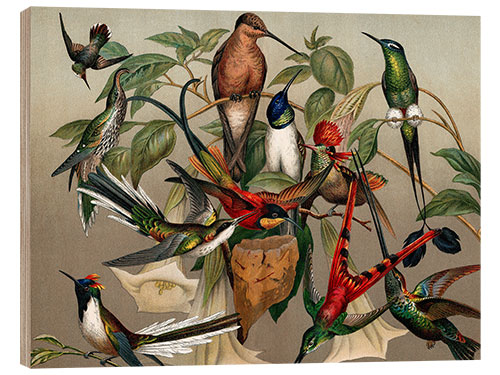 Wood print Hummingbirds, historical illustration