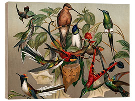 Wood print Hummingbirds, historical illustration