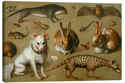 Canvas print Animal picture with genet cat, ca. 1560