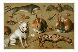 Wall print  Animal picture with genet cat, ca. 1560 - Ludger Tom Ring