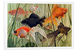 Foam board print Goldfish, Carassius auratus