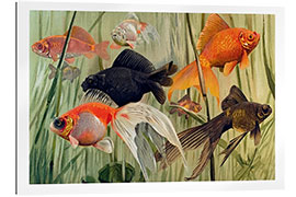 Galleriprint Goldfish, Carassius auratus