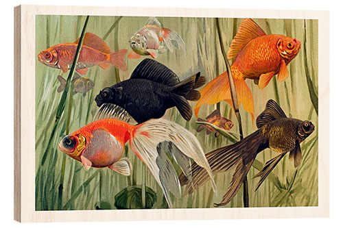 Wood print Goldfish, Carassius auratus