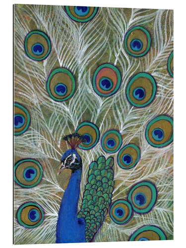 Quadro em plexi-alumínio Peacock