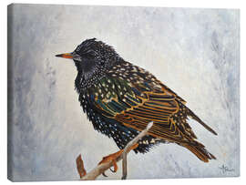 Canvas print Wrapped up european Starling