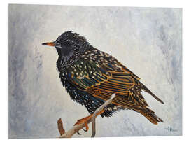 Foam board print Wrapped up european Starling