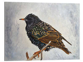 Gallery print Wrapped up european Starling