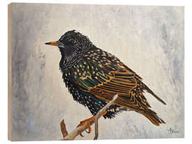 Wood print Wrapped up european Starling