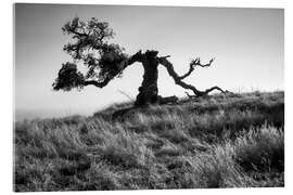 Acrylic print Ghost tree