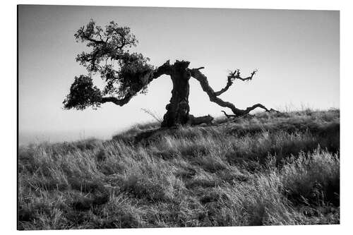 Tableau en aluminium Ghost tree