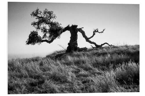 Foam board print Ghost tree