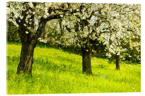 Tableau en verre acrylique Orchard in spring