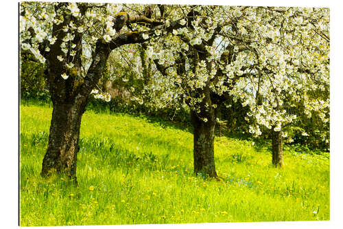 Tableau en plexi-alu Orchard in spring