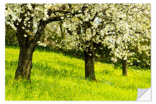 Wandsticker Obstgarten im Frühling