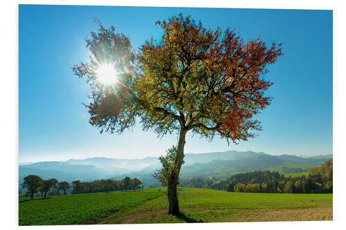 Foam board print Autumn sun