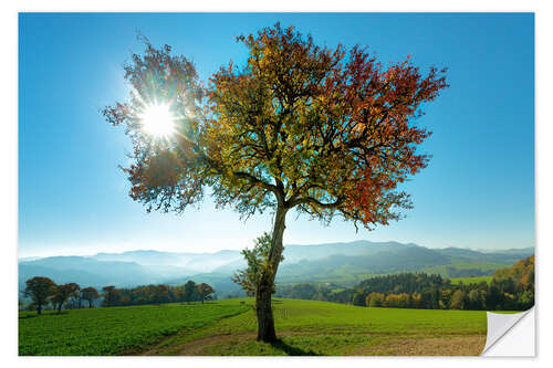 Vinilo para la pared Autumn sun