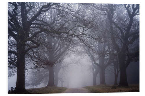 Stampa su PVC A foggy forest road in the Netherlands