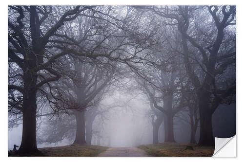 Sticker mural A foggy forest road in the Netherlands