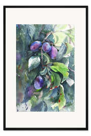 Gerahmter Kunstdruck Pflaumen auf einem Ast