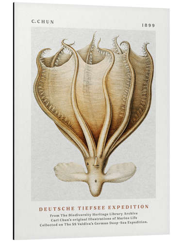Alumiinitaulu Deutsche Tiefsee Expedition II