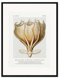 Framed art print Deutsche Tiefsee Expedition II