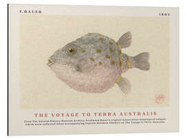 Alumiinitaulu Watercolour Boxfish (The Voyage to Terra Australis)