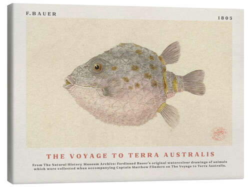 Canvas print Watercolour Boxfish (The Voyage to Terra Australis)