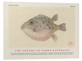 Tableau en PVC Watercolour Boxfish (The Voyage to Terra Australis)