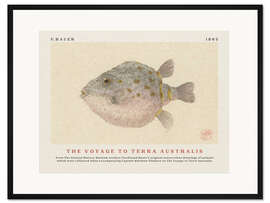 Gerahmter Kunstdruck Watercolour Boxfish (The Voyage to Terra Australis)