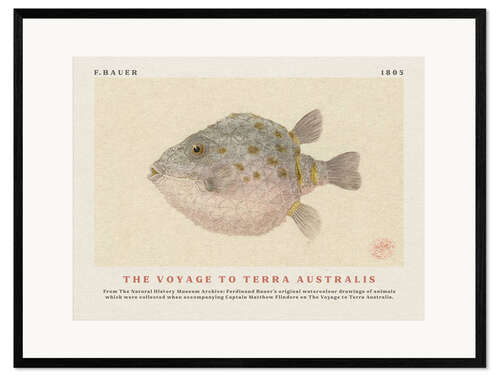 Inramat konsttryck Watercolour Boxfish (The Voyage to Terra Australis)