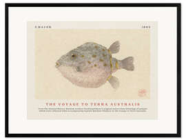 Ingelijste kunstdruk Watercolour Boxfish (The Voyage to Terra Australis)