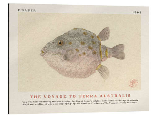 Gallery Print Watercolour Boxfish (The Voyage to Terra Australis)