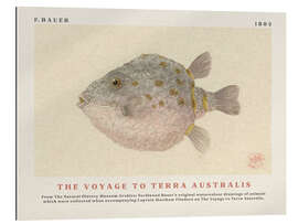 Gallery print Watercolour Boxfish (The Voyage to Terra Australis)