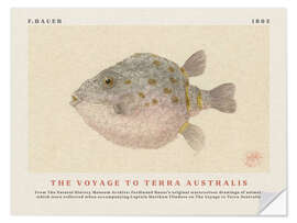 Sticker mural Watercolour Boxfish (The Voyage to Terra Australis)