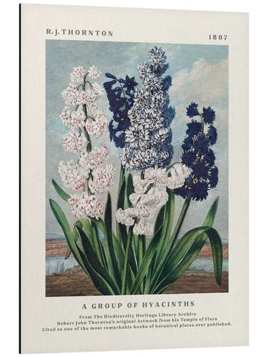 Obraz na aluminium A Group of Hyacinths