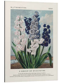 Stampa su alluminio A Group of Hyacinths