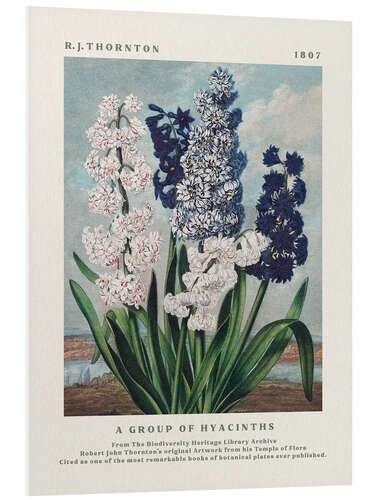 Stampa su PVC A Group of Hyacinths