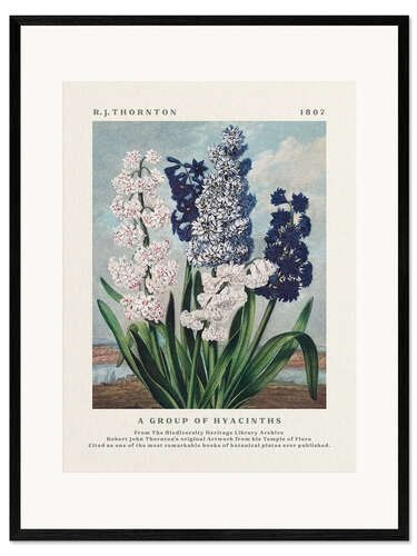 Framed art print A Group of Hyacinths