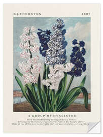 Wall sticker A Group of Hyacinths