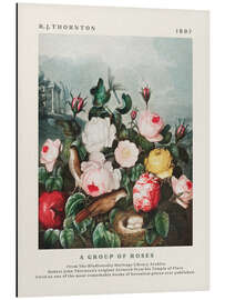 Magnettafel A Group of Roses