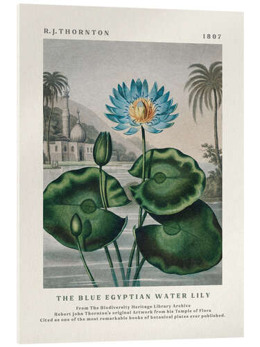 Obraz na szkle akrylowym The Blue Egyptian Water Lily