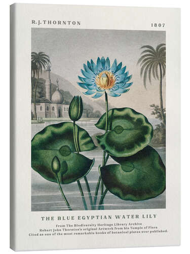 Canvas print The Blue Egyptian Water Lily