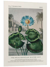 Obraz na PCV The Blue Egyptian Water Lily