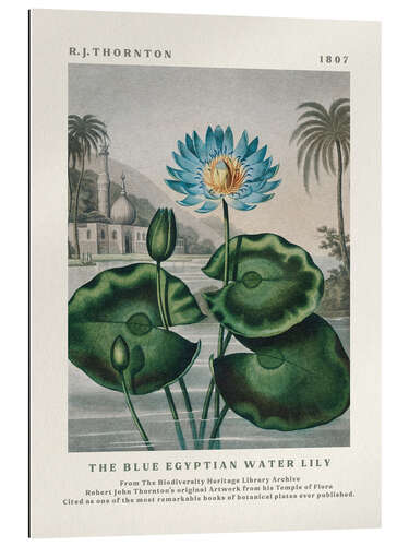 Gallery print The Blue Egyptian Water Lily