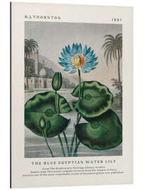 Magnettafel The Blue Egyptian Water Lily