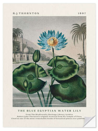 Wall sticker The Blue Egyptian Water Lily