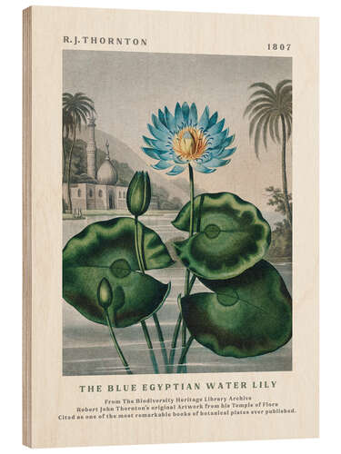 Puutaulu The Blue Egyptian Water Lily