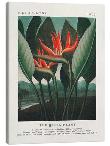 Canvas print The Queen Plant